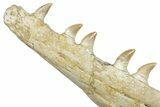 Mosasaur (Prognathodon) Jaw with Seven Teeth - Morocco #276003-3